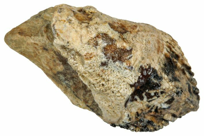 Rooted, Fossil Dinosaur (Triceratops) Tooth - Montana #339857